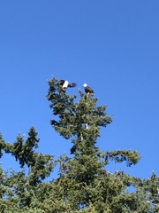 Haliaeetus leucocephalus