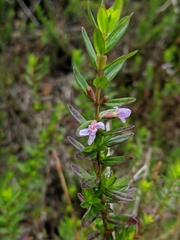 Lythrum maritimum