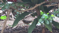 Locustella lanceolata