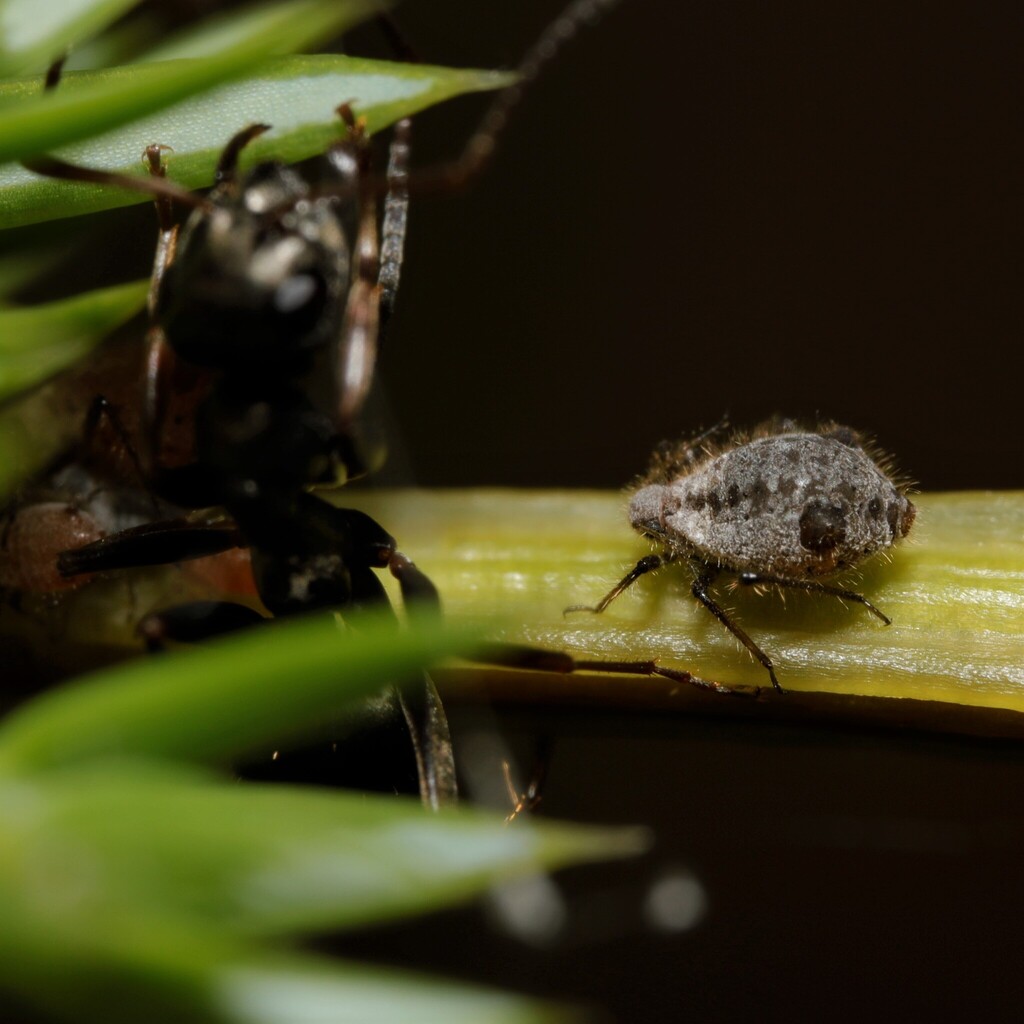 Conifer Aphid