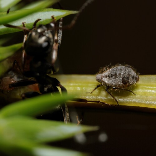 Conifer Aphid