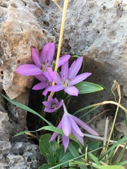 Colchicum
