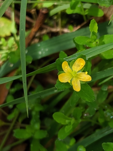 Hypericum parvulum