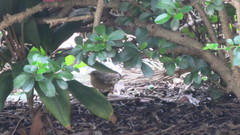 Locustella lanceolata