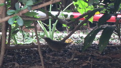 Locustella lanceolata