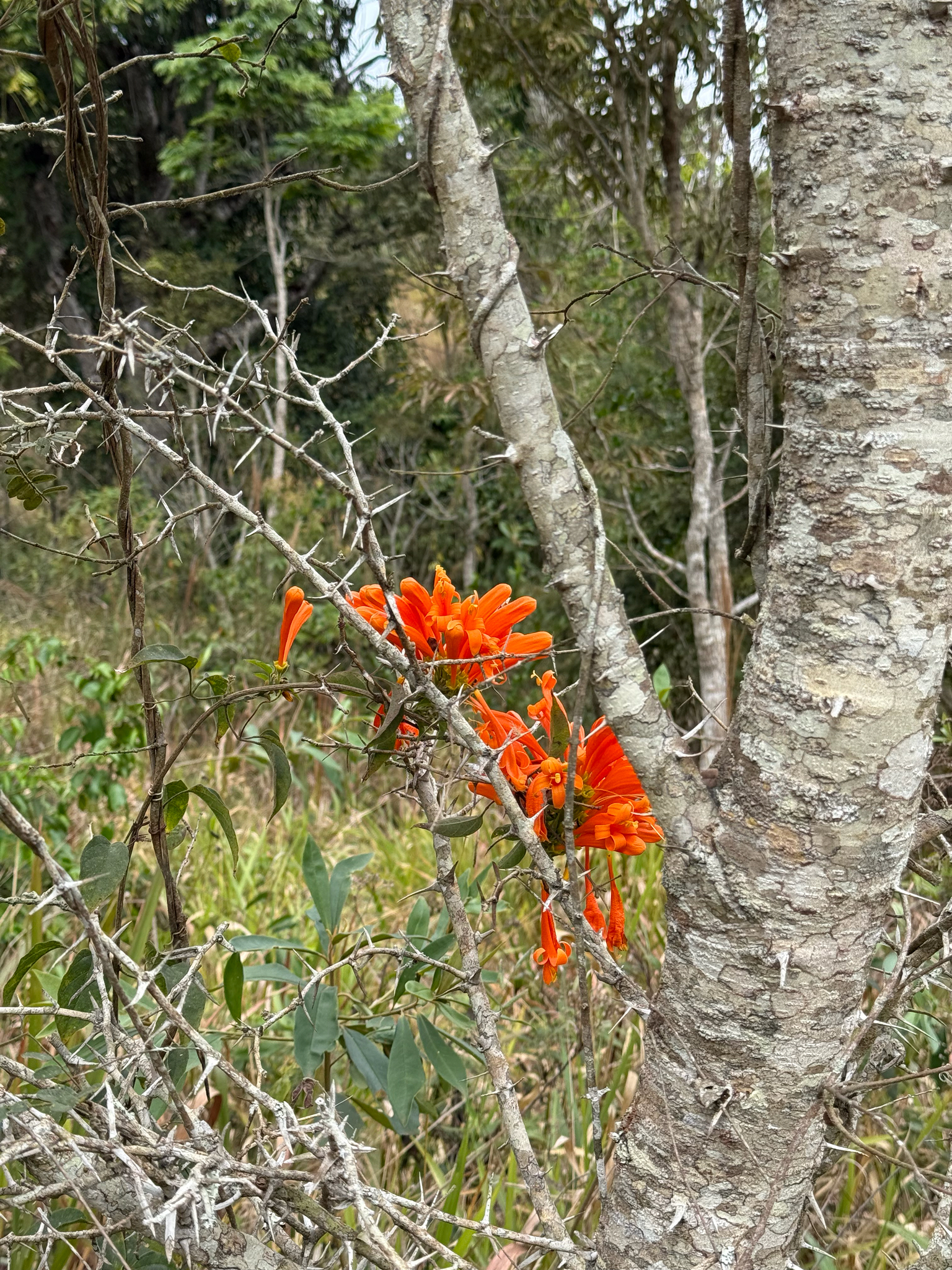 Pyrostegia venusta