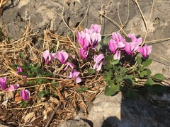 Cyclamen graecum