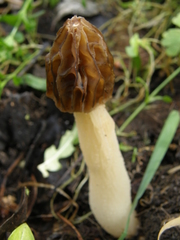 Morchella semilibera