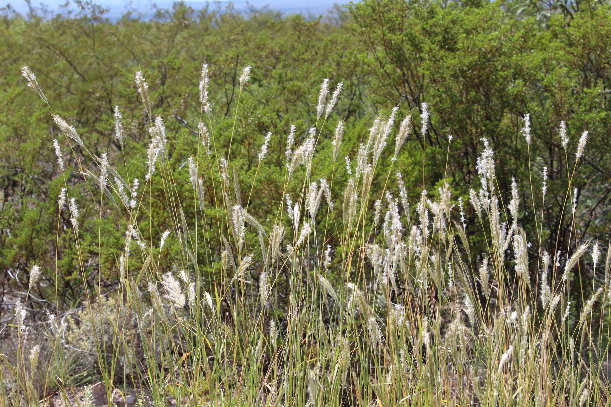 Bothriochloa wrightii