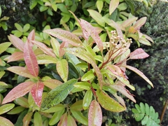 Photinia