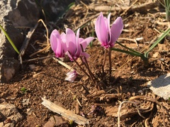 Cyclamen graecum
