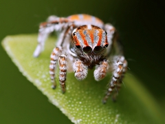Maratus tasmanicus