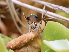Maratus tasmanicus