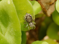 Maratus tasmanicus