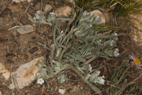 Bow-nut Oreocarya (Oreocarya abortiva)