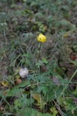 Trollius europaeus transsilvanicus