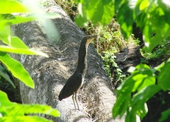 Tigrisoma fasciatum