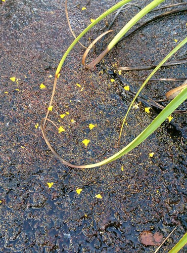 Utricularia choristotheca