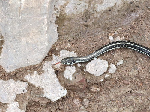 Mexican Garter Snake