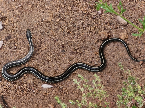 Mexican Garter Snake