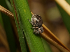 Maratus plumosus