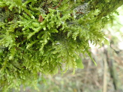 Trachyloma diversinerve