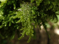 Trachyloma diversinerve