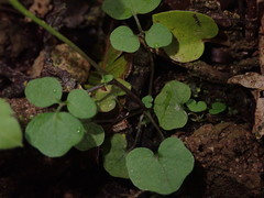 Cardamine forsteri