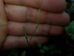 Cardamine forsteri