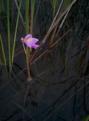 Utricularia myriocista