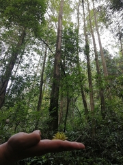 Camptotheca acuminata