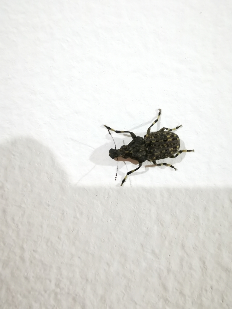 Stenocerus
