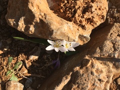 Colchicum cupanii