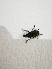 Stenocerus angulicollis