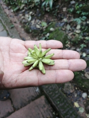 Camptotheca acuminata