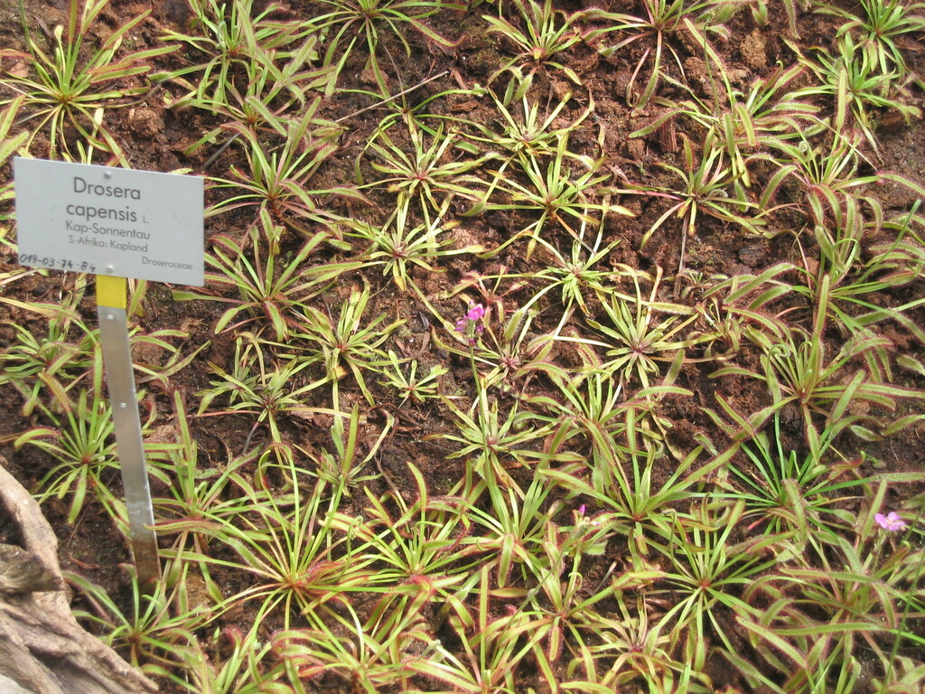 Росичка — Drosera capensis