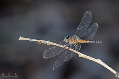 Brachydiplax sobrina