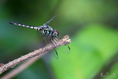 Brachydiplax sobrina