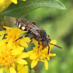 Nomada vicina