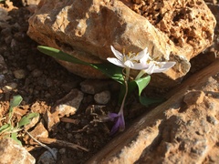 Colchicum cupanii