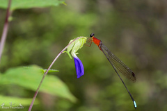 Indosticta deccanensis