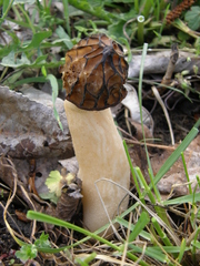 Morchella semilibera
