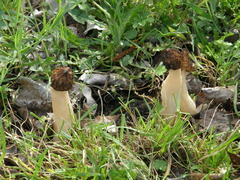 Morchella semilibera