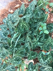 Cyclamen graecum graecum