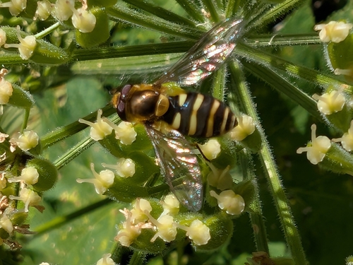 Unknown species found near St Mary, MT 59417, USA