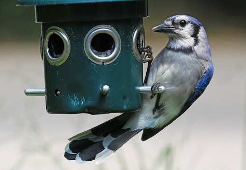 Blue Jay photographed in Rhode Island