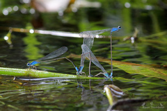 Archibasis oscillans