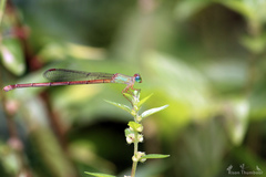Ceriagrion rubiae
