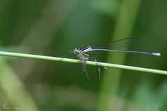 Aciagrion occidentale