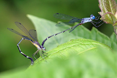 Lestes dorothea